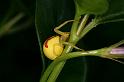 Misumena_vatia_D5024_Z_90_Les Gris_Frankrijk